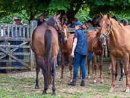 KS300622-20 - Cupboard Love & foal by Territories